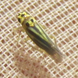 Eupteryx tenella